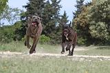 CANE CORSO 036